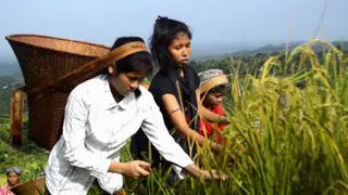 জুমের পাকা ধানে সবুজ পাহাড়ে সোনালি রঙের আভা